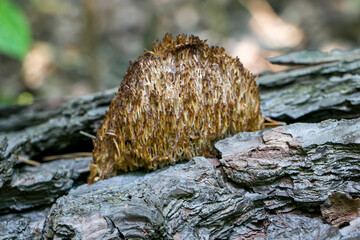 Artomices microsporus (family Auriscalpiaceae)
An artomices mushroom in the forest.
Artomices growing on a fallen pine tree in the forest.
