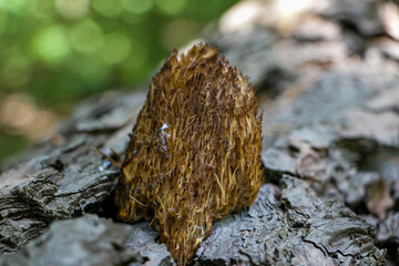 Artomices microsporus (family Auriscalpiaceae)
An artomices mushroom in the forest.
Artomices growing on a fallen pine tree in the forest.