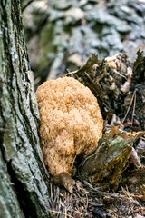 Artomices microsporus (Auriscalpaceae family)
An artomices mushroom in the forest.
Artomices growing at the base of a pine tree.