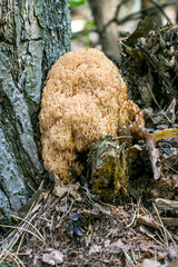 Artomices microsporus (Auriscalpaceae family)
An artomices mushroom in the forest.
Artomices growing at the base of a pine tree.