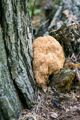Artomices microsporus (Auriscalpaceae family)
An artomices mushroom in the forest.
Artomices growing at the base of a pine tree.