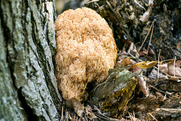 Artomices microsporus (Auriscalpaceae family)
An artomices mushroom in the forest.
Artomices growing at the base of a pine tree.