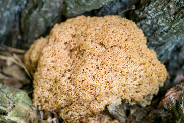 Artomices microsporus (Auriscalpaceae family)
An artomices mushroom in the forest.
Artomices growing at the base of a pine tree.
