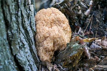 Artomices microsporus (Auriscalpaceae family)
An artomices mushroom in the forest.
Artomices growing at the base of a pine tree.