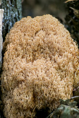 Artomices microsporus (Auriscalpaceae family)
An artomices mushroom in the forest.
Artomices growing at the base of a pine tree.