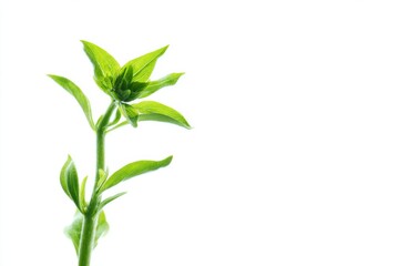 an isolated plant with a copy space