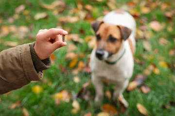 Pill Capsule for Dog Health. Give the Pill By Hand for Dog Jack Russel Terrier Outdoor in Autumn Fallen Leaves Background.