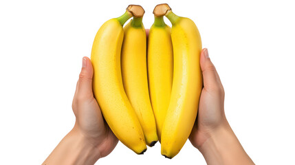 Hands holding a bunch of ripe yellow bananas isolated on transparent background