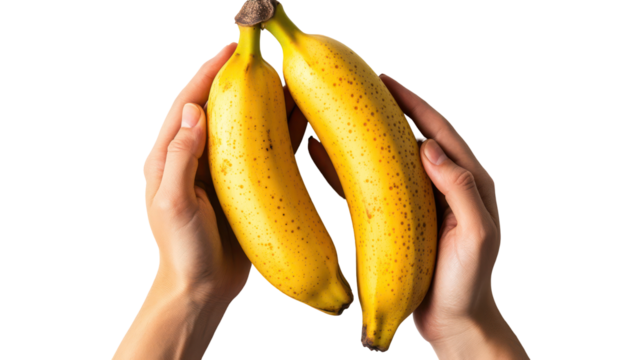 Two ripe yellow bananas held by hands isolated on transparent background