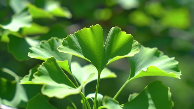 Closeup of vibrant green ginkgo biloba leaves gently swaying in a soft breeze on a sunny day showcasing the unique fanshaped foliage of this ancient tree species in a natural outdoor setting.