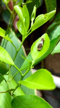 Close-Up Of Caterpillar On Plant