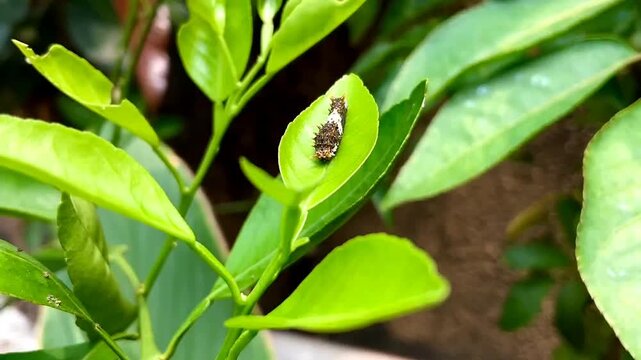 Close-Up Of Caterpillar On Plant