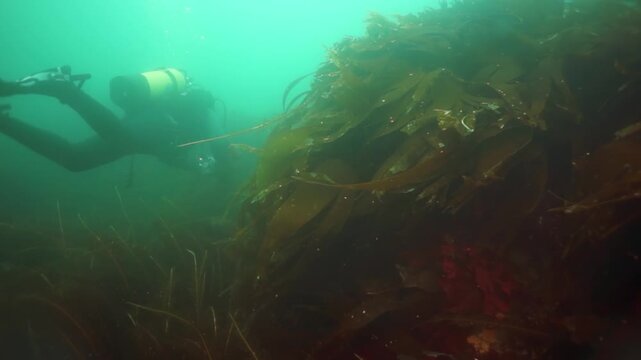 Two divers explore the underwater kelp forest of the Arctic Ocean. Divers swim through the dense kelp, searching the seafloor. An amazing exploration of the frozen north.