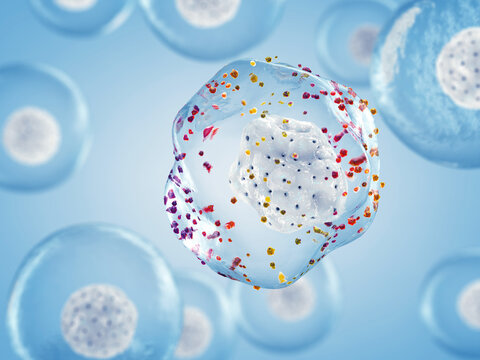 Free radicals cause oxidative stress by stealing electrons from healthy cells, damaging DNA/proteins and causing disease (like cancer). Antioxidants neutralize the radicals na protect the cells