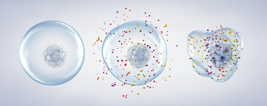 Healthy and damaged cells by free radicals at various stage. Unstable free radicals cause oxidative stress and damage DNA/proteins, promoting disease