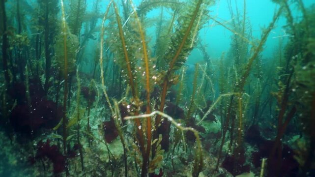 Dive into the icy depths of the Arctic Ocean. A wolffish is spotted searching for food near the seafloor and in kelp forests during the day. Observe the beauty and unique wildlife of this polar region