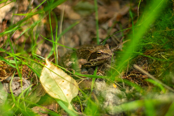 A dark green grass frog sits quietly in the grass