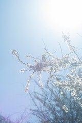 Thin tree branches with blooming white flowers against the sky with bright sun.