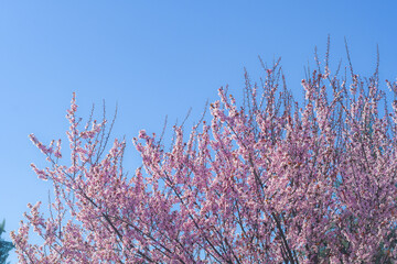 Branches with small pink flowers. Tree in spring. Eastern redbud during flowering.
