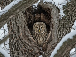 A Barred Owl sits nestled in a snowy tree cavity, looking directly ahead. The large, textured tree bark frames the bird in its winter habitat.