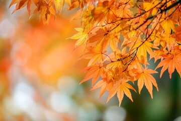 Autumnal Splendor in Japan Vibrant Maple Foliage Blends Beautifully in a Blurred Background Scene