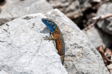 Algiroide magnifico (Algyroides nigropunctatus)