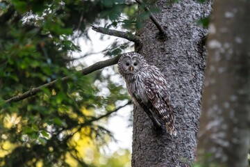 Allocco degli Urali (Strix uralensis)