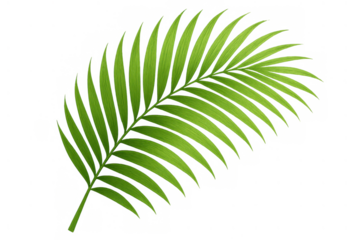Green tropical palm leaf showing a vibrant botanical frond, nature inspired design element with transparent background