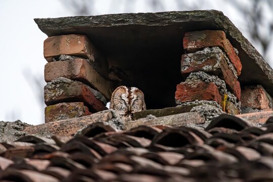 Allocco (Strix aluco)