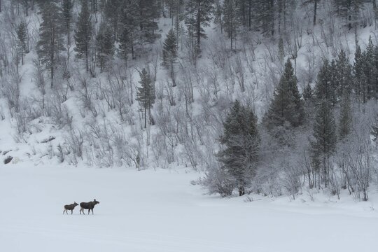 Alce (Alces alces) nella taiga