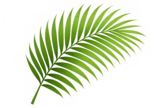 Green tropical palm leaf showing a vibrant botanical frond, nature inspired design element with transparent background - Powered by Adobe