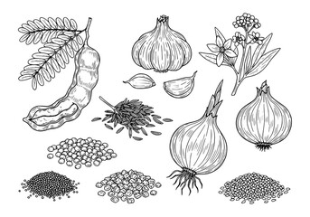 Set of herbs plant Tamarind, Garlic, Cumin, Shallot, Onion, Mustard Seed, Fenugreek, Sesame Seed. hand drawn style. black and white line art drawing, no color, no shading