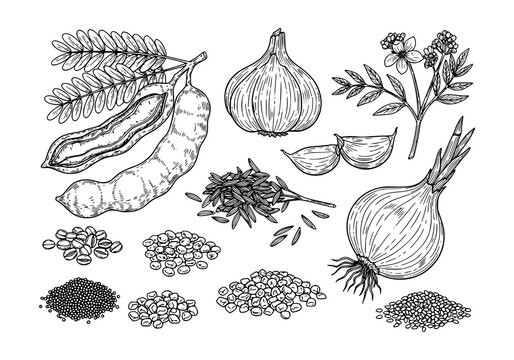 Set of herbs plant Tamarind, Garlic, Cumin, Shallot, Onion, Mustard Seed, Fenugreek, Sesame Seed. hand drawn style. black and white line art drawing, no color, no shading