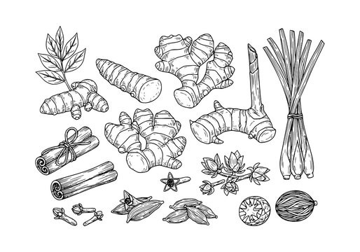 Set of herbs plant Turmeric, Ginger, Galangal, Lemongrass, Cinnamon, Clove, Cardamom, Nutmeg .hand drawn style. black and white line art drawing, no color, no shading