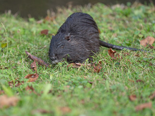 Fototapeta premium Little Coypu in Germany Duesseldorf invasive. High quality photo