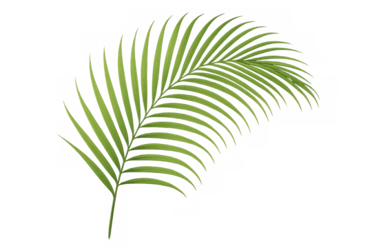 Palm frond displaying vibrant green leaves, a fresh tropical plant element with transparent background