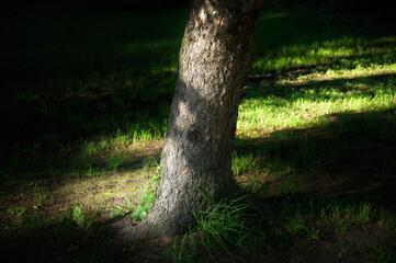 Obraz premium Sunlight on tree trunk in serene forest setting.