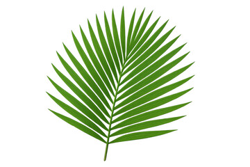 Obraz premium Green palm frond tropical leaf with transparent background creating a vibrant summer vacation nature element