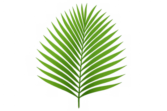 Green palm frond depicting tropical natural beauty and summer vacation feeling on transparent background