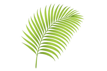 Obraz premium Green palm leaf frond isolated on transparent background for tropical nature and summer vacation designs