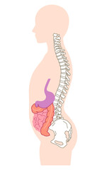 内臓下垂　内臓の位置が下がっている状態