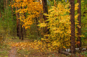 Autumn forest. Walk in nature. Tourism in the forest area.