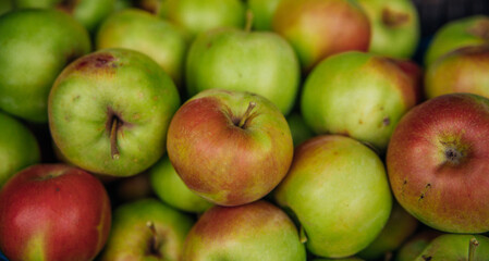 Ripe green apples, harvested in autumn. An orchard.