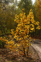 Fototapeta premium Autumn forest. Walk in nature. Tourism in the forest area.
