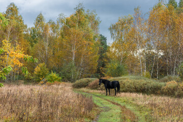 Black horse calmly grazes in the meadow. Autumn forest. Walk in nature. Tourism in the forest area.