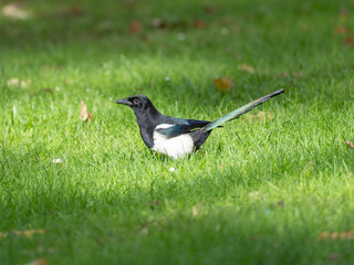 Beautiful Magpie on a green Field in Spring. High quality photo