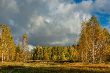 Fototapeta premium Meadow with withered grass on the edge of the forest. Autumn forest. Walk in nature. Tourism in the forest area.