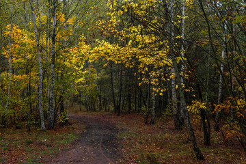 Naklejka premium Autumn forest. Walk in nature. Tourism in the forest area.