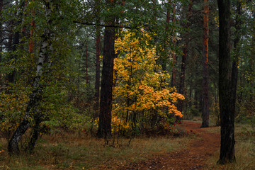 Autumn forest. Walk in nature. Tourism in the forest area.