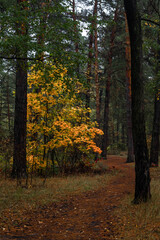 Autumn forest. Walk in nature. Tourism in the forest area.